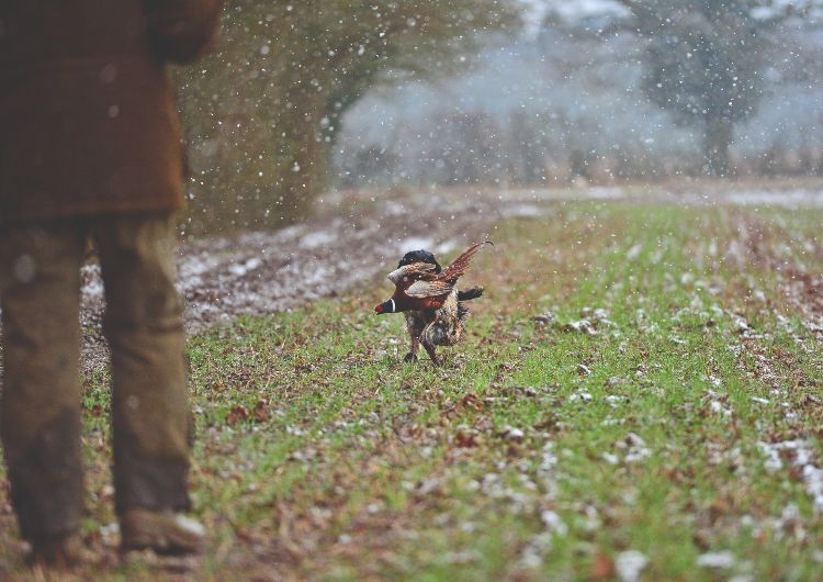 A spaniel retrieving a pheasant