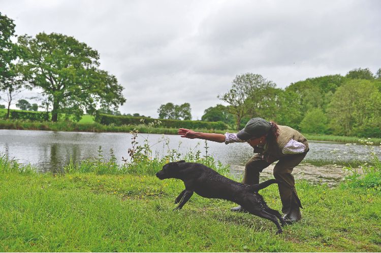 A trainer sending a Labrador for a retrieve