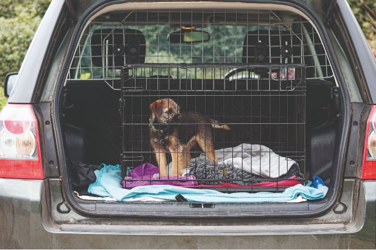 A terrier in a crate in the back of a car