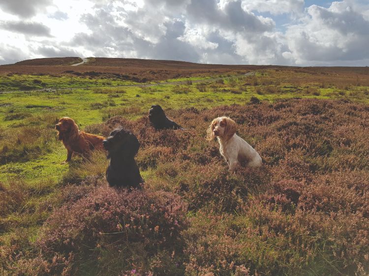 A group of different coloured cocker spaniels on a heather moor