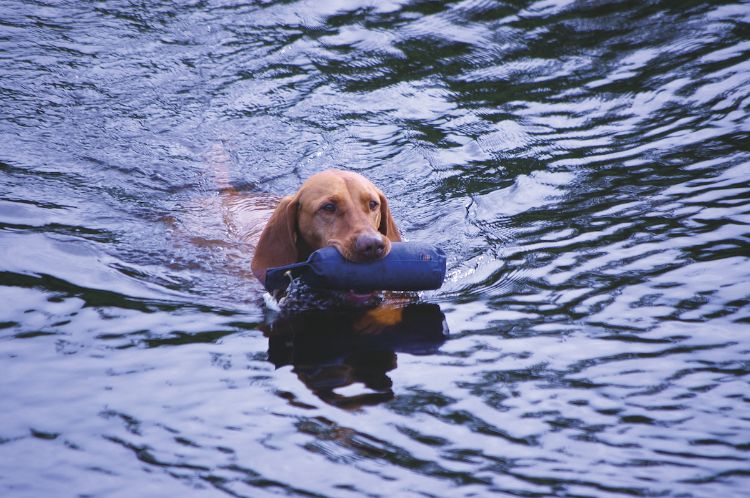 dog swimming 
