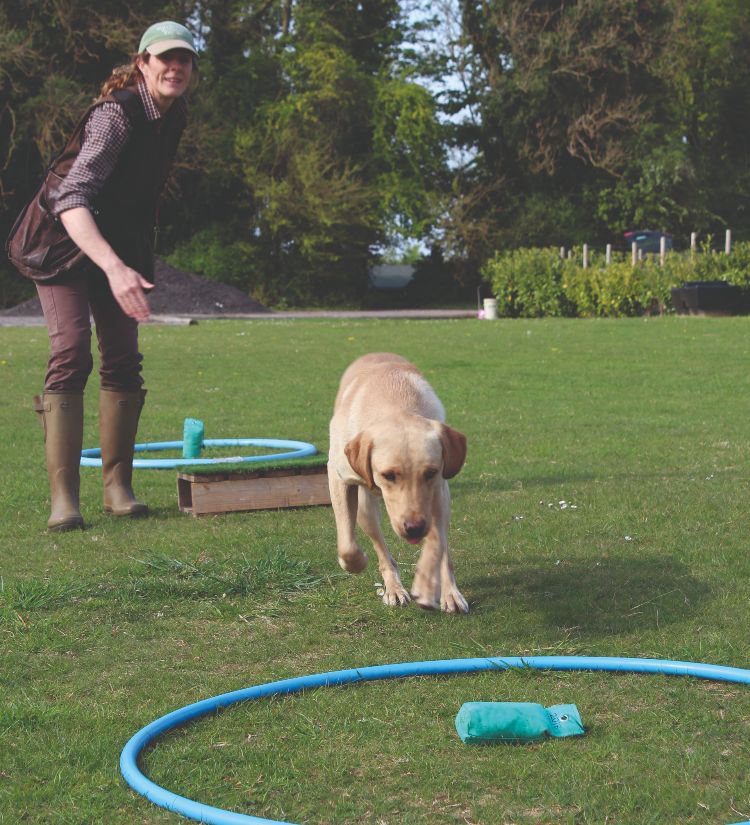A Labrador being trained using a clock face of hoops