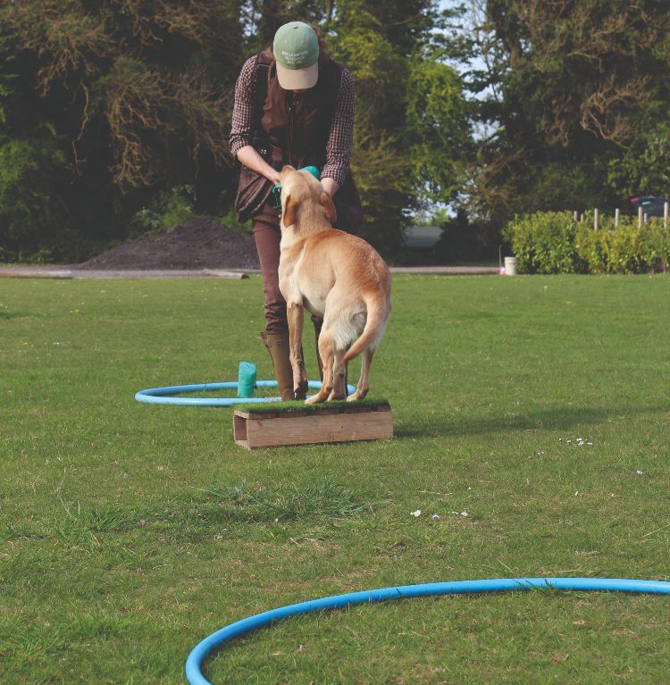 A Labrador retrieving a dummy from a clock face of hoops during training